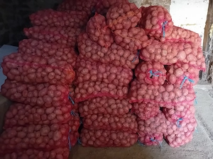 Cartofi consum 2 lei kg