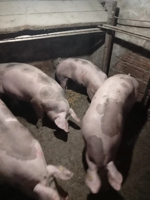 porci pietrain de vinzare