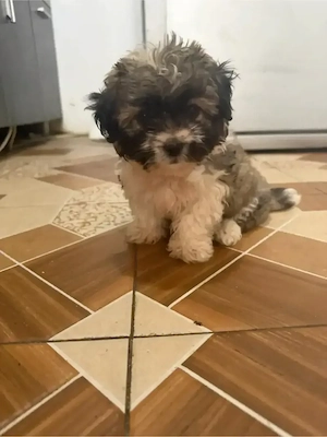 pui bichon 