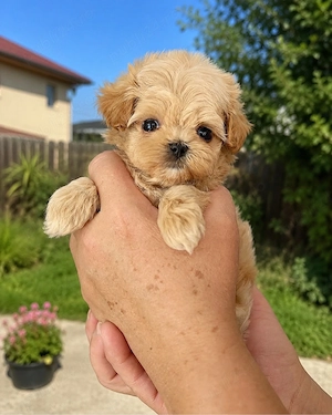 Maltipoo mini toy pudel 
