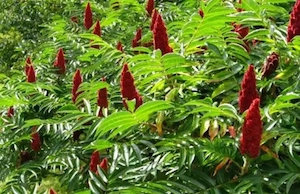 otetar rosu (rhus typhina)sumac -arbore ornamental 50+25 gratis