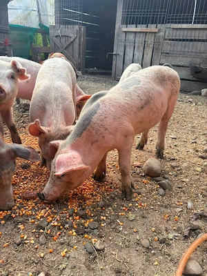  Porci de vânzare!   - imagine 3