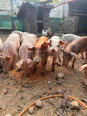  Porci de vânzare!   - imagine 4