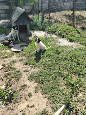 Vând doi cățeluși masculi Ciobănesc de bucovina  7 săptămâni - imagine 5