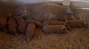 Purcei Mangalita rasa pura disponibili in curand 