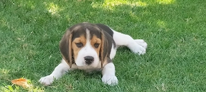 Pui Beagle