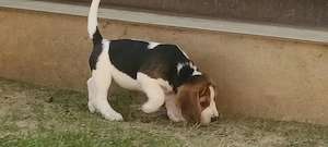 Pui Beagle, 6 saptamani 