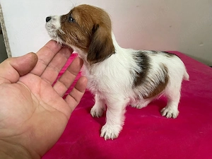jack russell terrier 