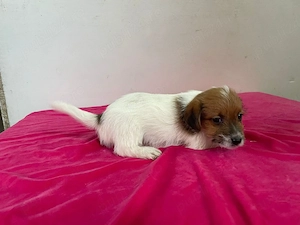 jack russell terrier 