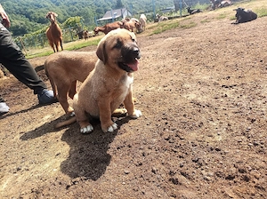    Căței Kangal disponibi - imagine 4