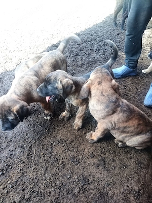    Căței Kangal disponibi - imagine 5