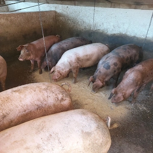 porci grași media între80-180 kg