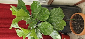 Plante pentru clinici ,vilă , apartament , gradină , birouri. 