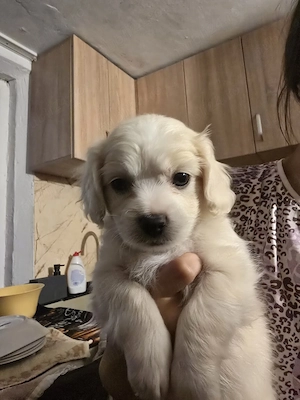 Bichon Maltez Havanez 4 băieți si 3 fetite - imagine 3