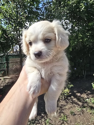 Bichon Maltez Havanez 4 băieți si 3 fetite - imagine 4