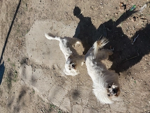 Bichon maltez  - imagine 2