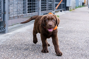 femela ciocolatie de Labrador Retriever la 4 luni, Pedigree A