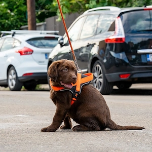 femela ciocolatie de Labrador Retriever la 4 luni, Pedigree A - imagine 5