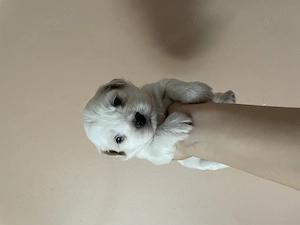 Bichon maltesse  - imagine 3