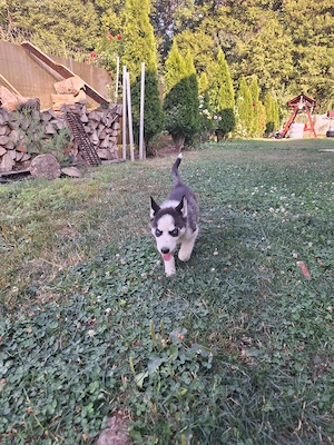 Hasky siberian 2 luni vaccinati si deparazitati! - imagine 2