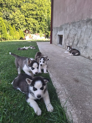 Hasky siberian 2 luni vaccinati si deparazitati! - imagine 3