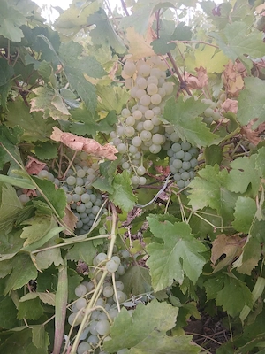 vand struguri de vin 