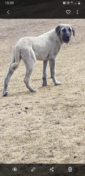 Vand o catelusa de kangal - imagine 3