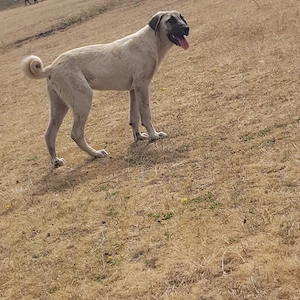 Vand o catelusa de kangal - imagine 5