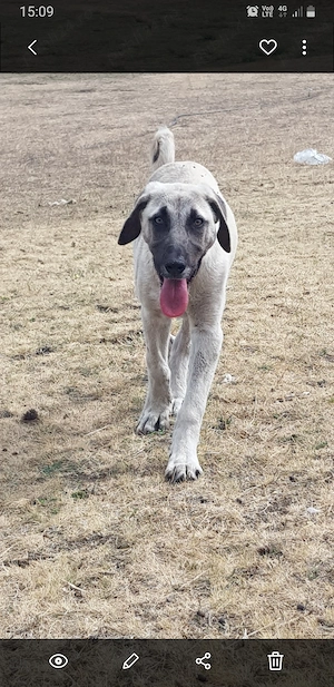 Vand o catelusa de kangal - imagine 4