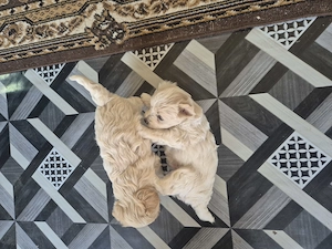  Doi băieței Bichon Maltez  disponibili curând  - imagine 2
