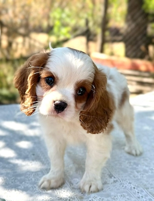 cavalier king Charles băiețel 