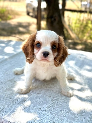 cavalier king Charles băiețel  - imagine 4