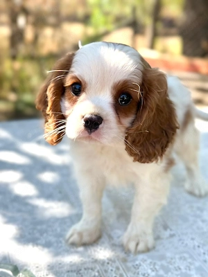 cavalier king Charles băiețel  - imagine 3