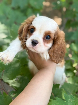 cavalier king charles baietel 