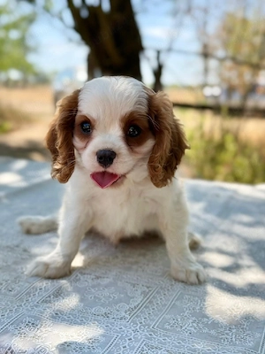 cavalier king Charles băiețel  - imagine 5