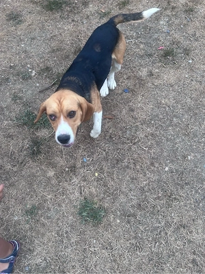 catelus beagle  - imagine 5