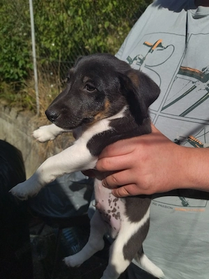 Jack Russell Multicolor - imagine 2