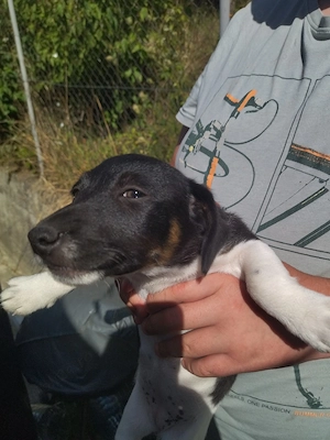 Jack Russell Multicolor