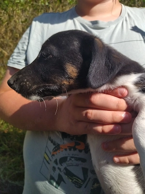 Jack Russell Multicolor - imagine 4