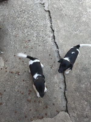 Jack Russell Multicolor - imagine 5