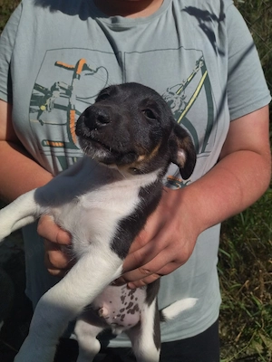 Jack Russell Multicolor - imagine 3