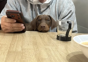 Doberman masculi doar doi pui  - imagine 2