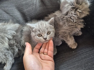 pisoiasi de rasa dornici de joaca british shorthair