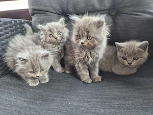 pisoiasi de rasa dornici de joaca british shorthair - imagine 2