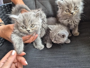 pisoiasi de rasa dornici de joaca british shorthair - imagine 3