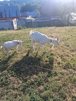 capra saneen pur cu tot cu edita - imagine 3