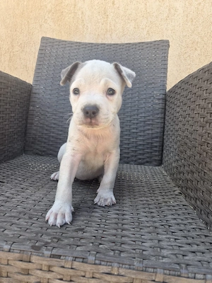 Cățelușa Amstaff blue 