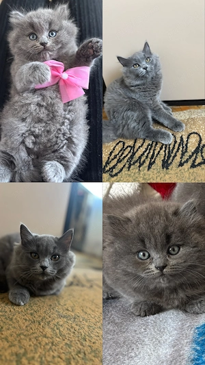 Vând pui British Shorthair 