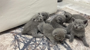 6 puiuți drăgălași și pufoși își caută noua familie 