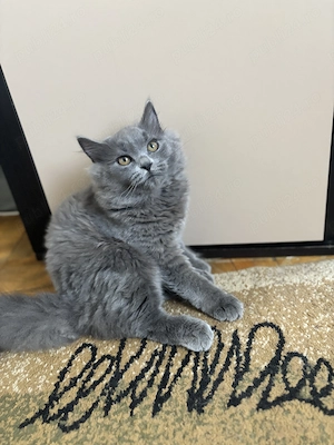 Vând pui British Shorthair  - imagine 4